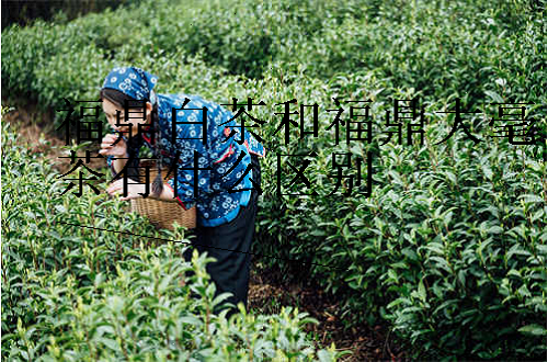 福鼎白茶和福鼎大毫茶有什么区别