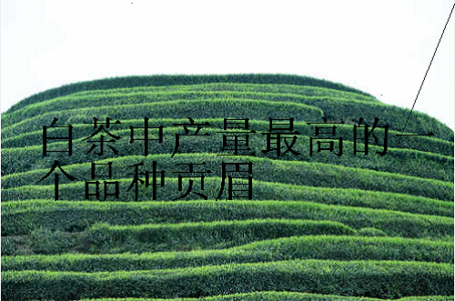 白茶中产量最高的一个品种贡眉