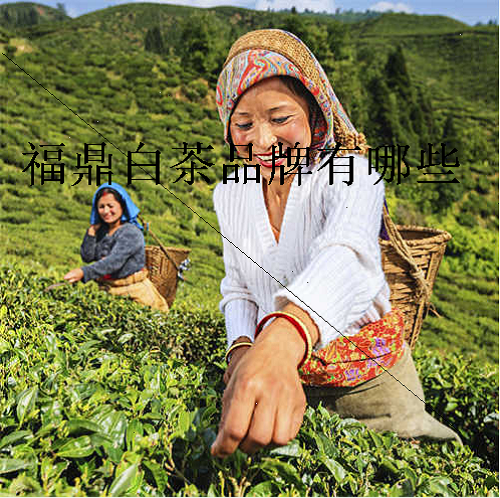 福鼎白茶品牌有哪些