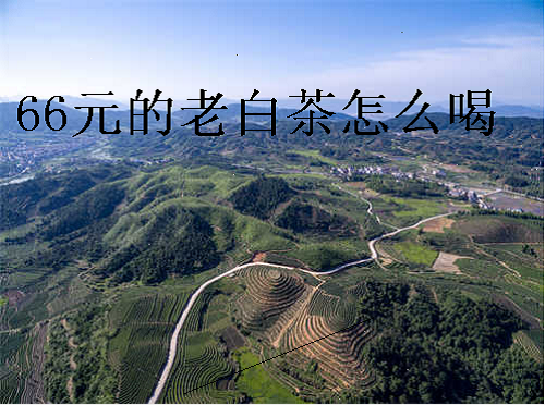 66元的老白茶怎么喝