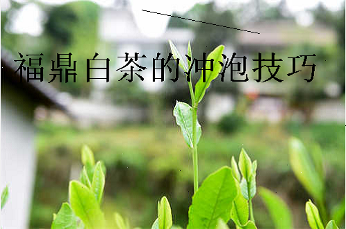 福鼎白茶的冲泡技巧