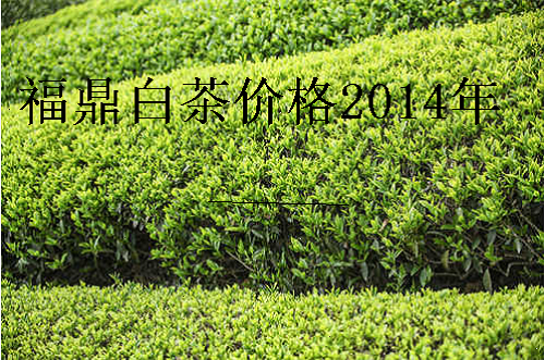 福鼎白茶价格2014年