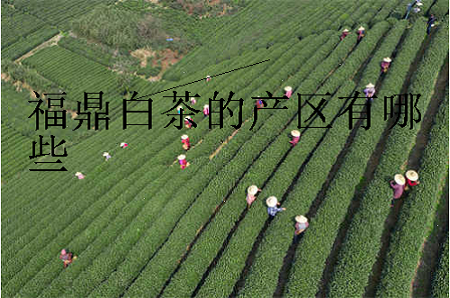 福鼎白茶的产区有哪些