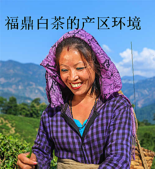 福鼎白茶的产区环境