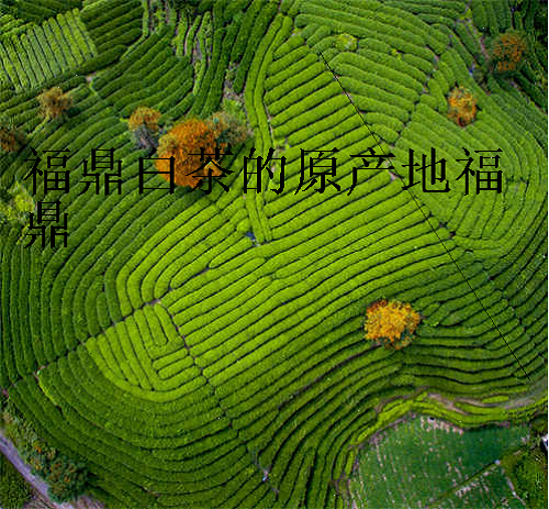 福鼎白茶的原产地福鼎