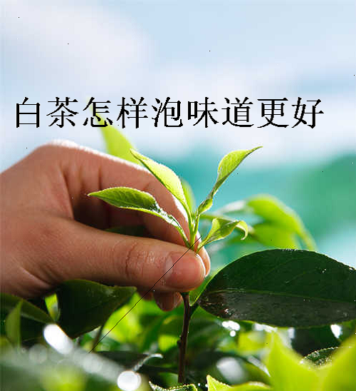 白茶怎样泡味道更好