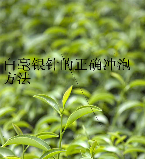 白毫银针的正确冲泡方法