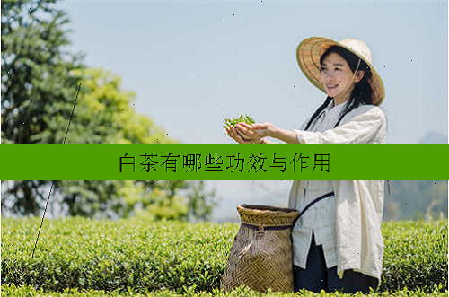 白茶有哪些功效与作用