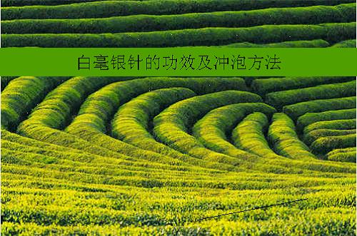 白毫银针的功效及冲泡方法