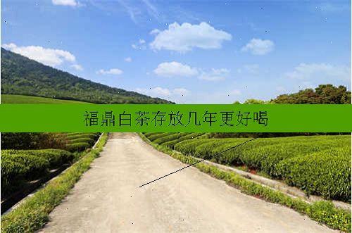 福鼎白茶存放几年更好喝