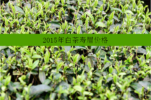 2015年白茶寿眉价格