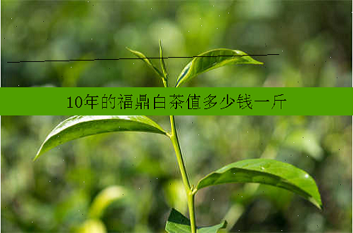 10年的福鼎白茶值多少钱一斤