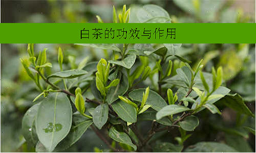 白茶的功效与作用