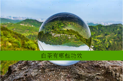 白茶有哪些功效