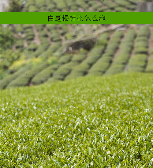 白毫银针茶怎么泡