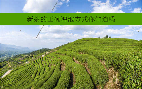 新茶的正确冲泡方式你知道吗