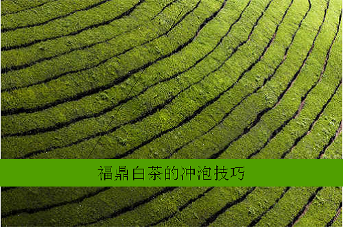 福鼎白茶的冲泡技巧