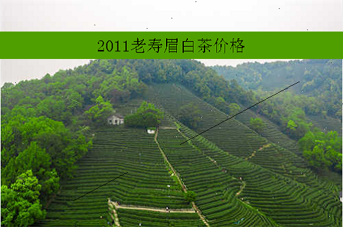 2011老寿眉白茶价格