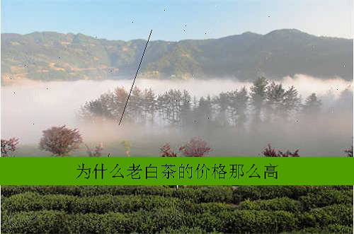 为什么老白茶的价格那么高