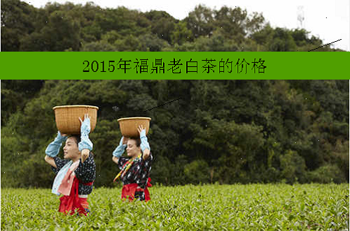 2015年福鼎老白茶的价格