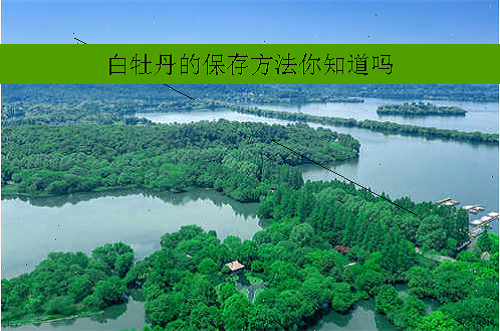 白牡丹的保存方法你知道吗