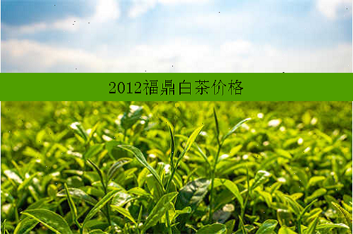 2012福鼎白茶价格