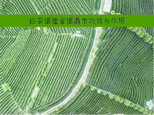 白茶福建省福鼎市功效与作用