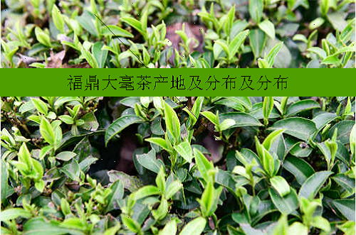 福鼎大毫茶产地及分布及分布