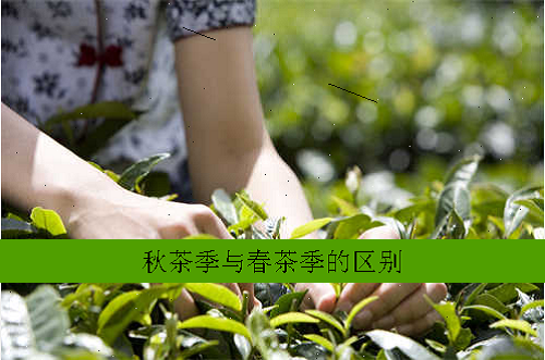 秋茶季与春茶季的区别