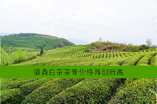 福鼎白茶茶青价格再创新高