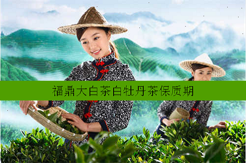 福鼎大白茶白牡丹茶保质期