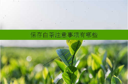 保存白茶注意事项有哪些