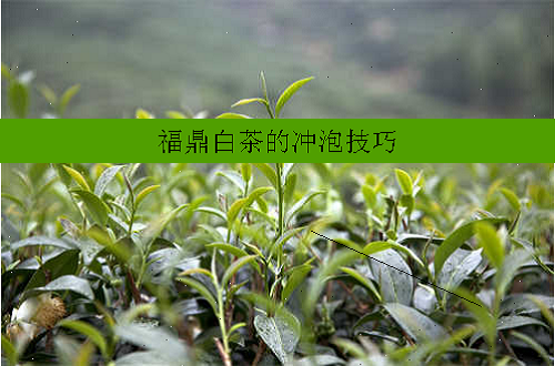 福鼎白茶的冲泡技巧
