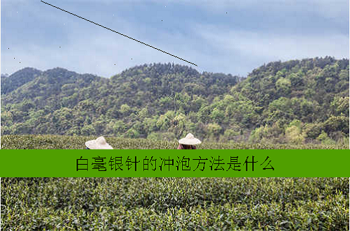 白毫银针的冲泡方法是什么