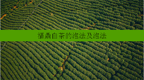 福鼎白茶的泡法及泡法
