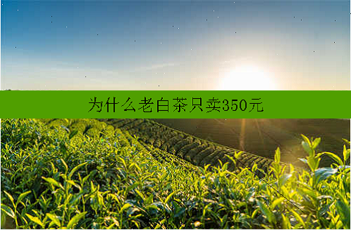 为什么老白茶只卖350元