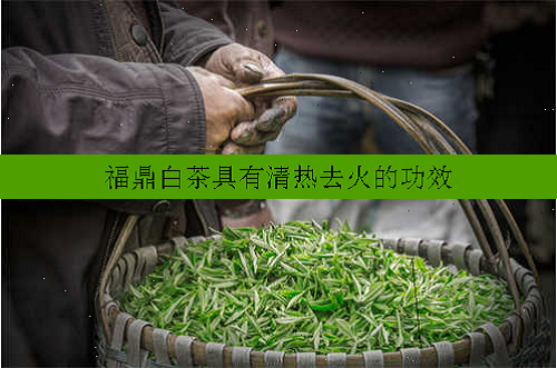 福鼎白茶具有清热去火的功效