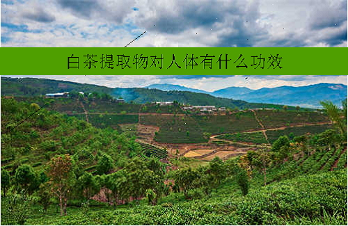 白茶提取物对人体有什么功效