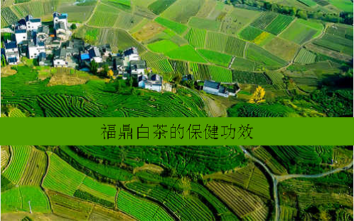 福鼎白茶的保健功效