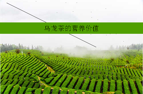 乌龙茶的营养价值