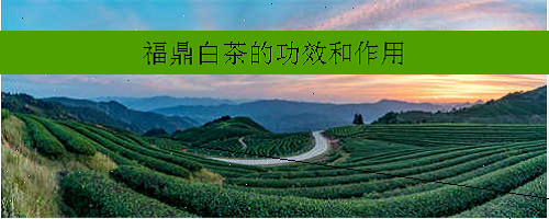 福鼎白茶的功效和作用
