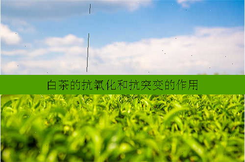 白茶的抗氧化和抗突变的作用