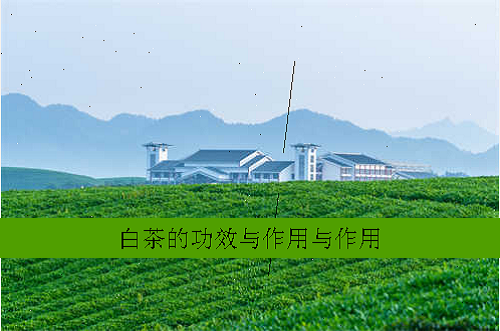 白茶的功效与作用与作用
