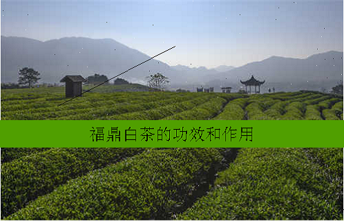 福鼎白茶的功效和作用