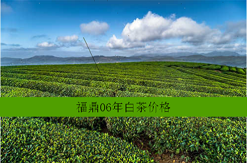 福鼎06年白茶价格