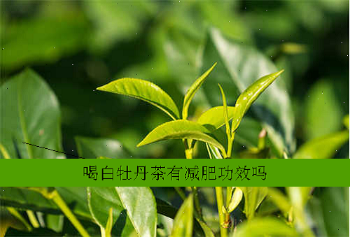 喝白牡丹茶有减肥功效吗