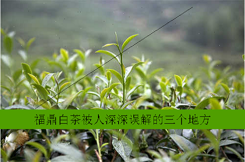 福鼎白茶被人深深误解的三个地方