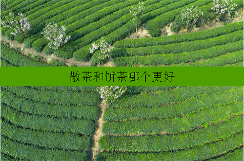 散茶和饼茶哪个更好