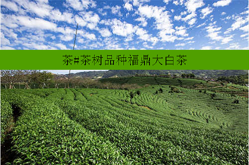茶#茶树品种福鼎大白茶