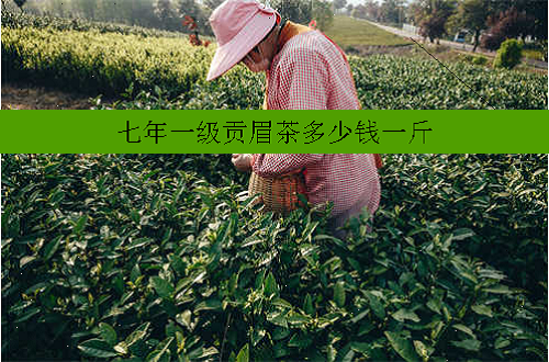 七年一级贡眉茶多少钱一斤